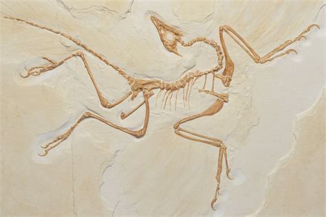 archaeopteryx fossil for sale.